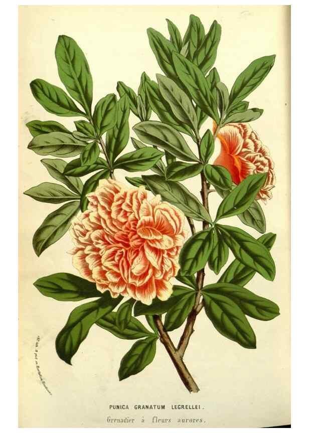 Reproducción/Reproduction 49587854942: Flore des serres et des jardins de l'Europe. A Gand :chez Louis van Houtte, eÌditeur,1845-1880.. 