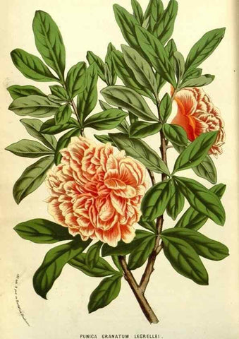 Reproducción/Reproduction 49587854942: Flore des serres et des jardins de l'Europe. A Gand :chez Louis van Houtte, eÌditeur,1845-1880.. 
