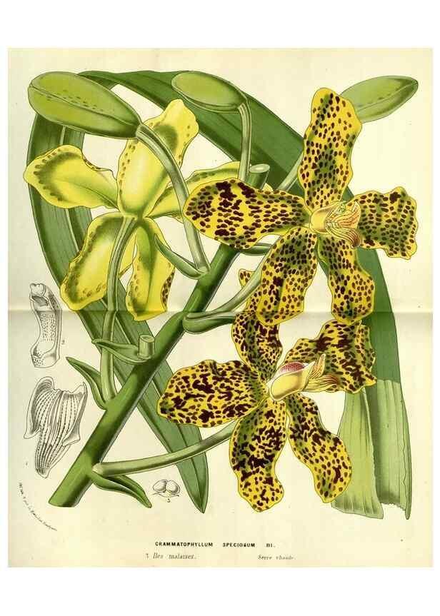 Reproducción/Reproduction 49587611281: Flore des serres et des jardins de l'Europe. A Gand :chez Louis van Houtte, eÌditeur,1845-1880.. 