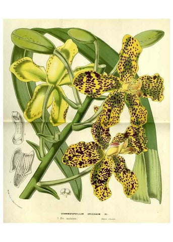 Reproducción/Reproduction 49587611281: Flore des serres et des jardins de l'Europe. A Gand :chez Louis van Houtte, eÌditeur,1845-1880.. 