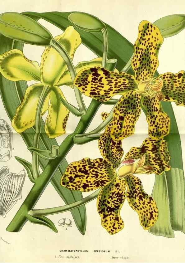 Reproducción/Reproduction 49587611281: Flore des serres et des jardins de l'Europe. A Gand :chez Louis van Houtte, eÌditeur,1845-1880.. 