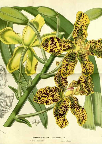 Reproducción/Reproduction 49587611281: Flore des serres et des jardins de l'Europe. A Gand :chez Louis van Houtte, eÌditeur,1845-1880.. 
