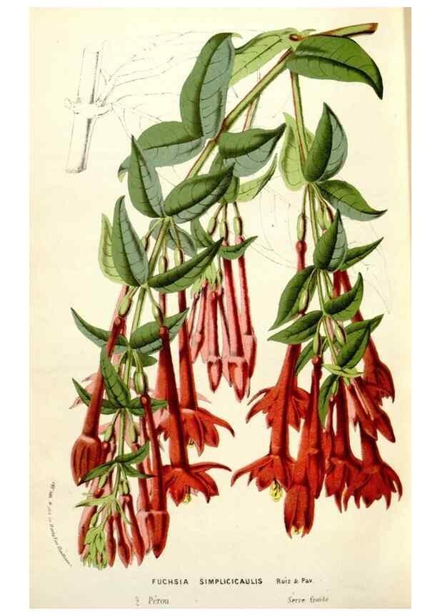 Reproducción/Reproduction 49587611496: Flore des serres et des jardins de l'Europe. A Gand :chez Louis van Houtte, eÌditeur,1845-1880.. 