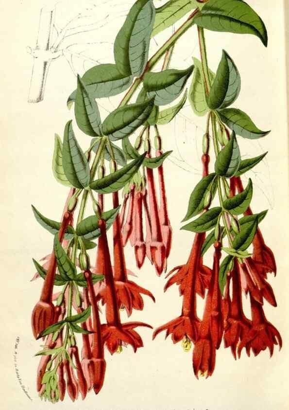 Reproducción/Reproduction 49587611496: Flore des serres et des jardins de l'Europe. A Gand :chez Louis van Houtte, eÌditeur,1845-1880.. 