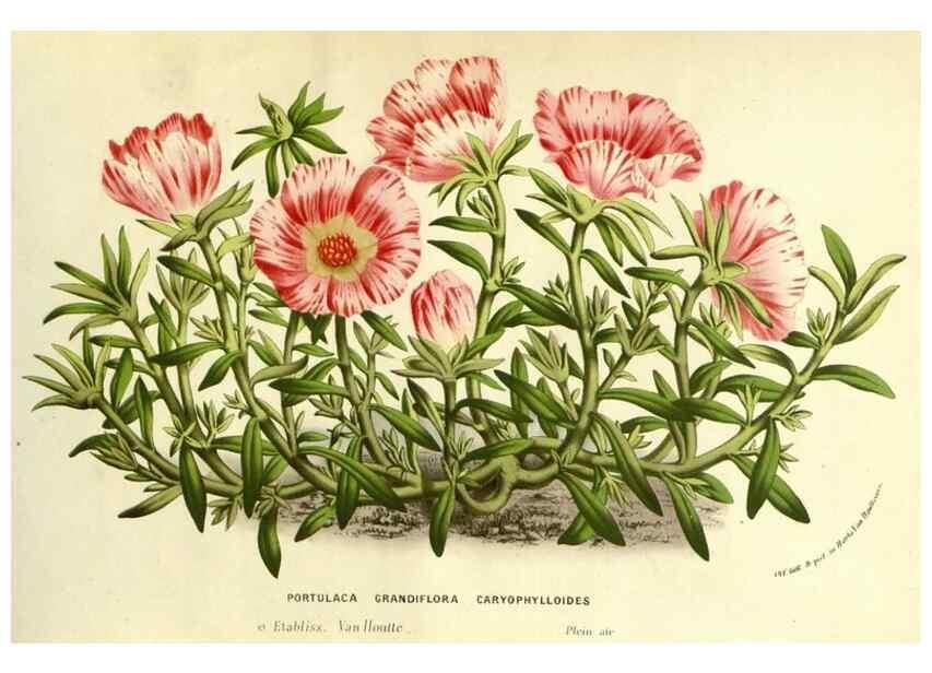 Reproducción/Reproduction 49587117233: Flore des serres et des jardins de l'Europe. A Gand :chez Louis van Houtte, eÌditeur,1845-1880.. 