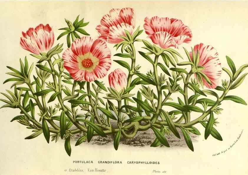 Reproducción/Reproduction 49587117233: Flore des serres et des jardins de l'Europe. A Gand :chez Louis van Houtte, eÌditeur,1845-1880.. 