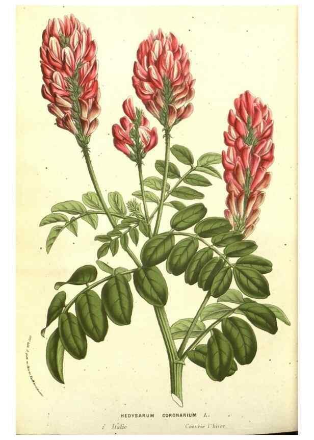 Reproducción/Reproduction 49587854217: Flore des serres et des jardins de l'Europe. A Gand :chez Louis van Houtte, eÌditeur,1845-1880.. 
