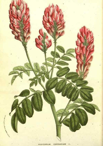 Reproducción/Reproduction 49587854217: Flore des serres et des jardins de l'Europe. A Gand :chez Louis van Houtte, eÌditeur,1845-1880.. 