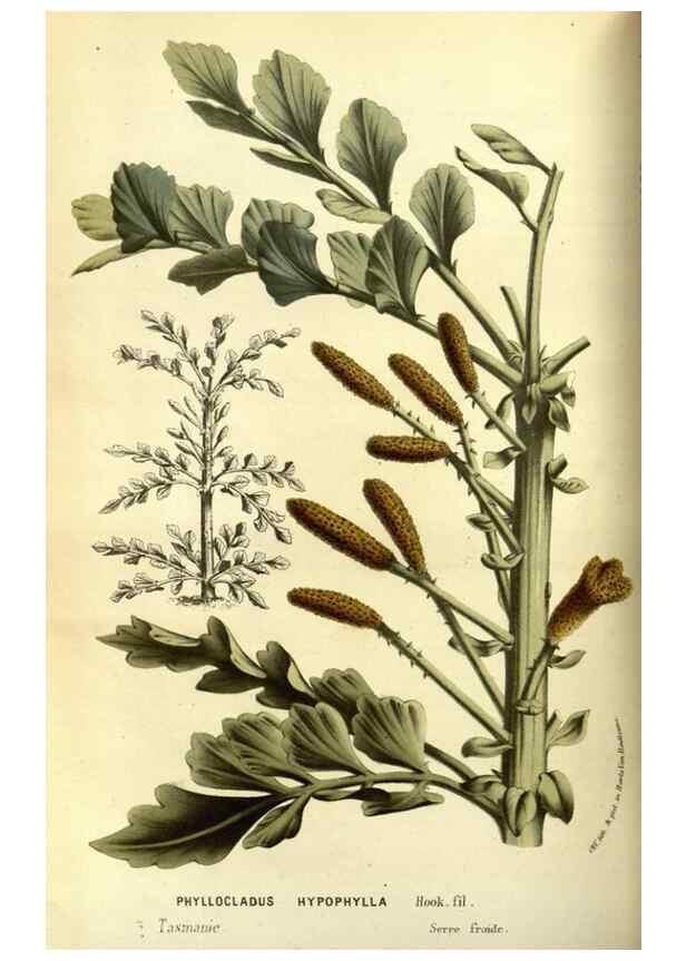Reproducción/Reproduction 49587600161: Flore des serres et des jardins de l'Europe. A Gand :chez Louis van Houtte, eÌditeur,1845-1880.. 