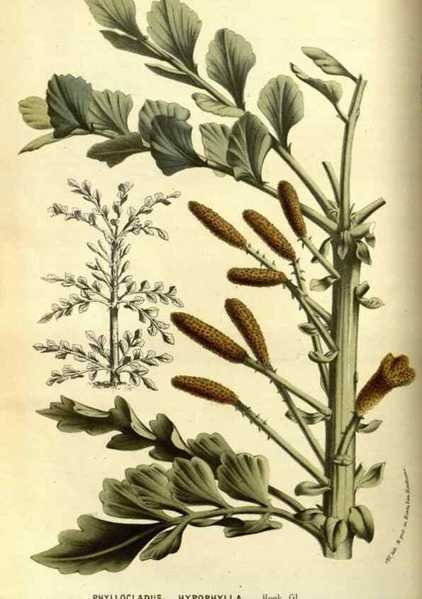 Reproducción/Reproduction 49587600161: Flore des serres et des jardins de l'Europe. A Gand :chez Louis van Houtte, eÌditeur,1845-1880.. 