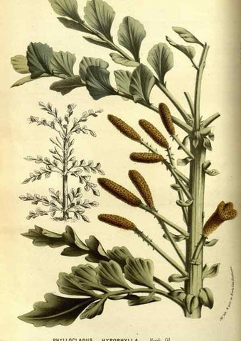Reproducción/Reproduction 49587600161: Flore des serres et des jardins de l'Europe. A Gand :chez Louis van Houtte, eÌditeur,1845-1880.. 
