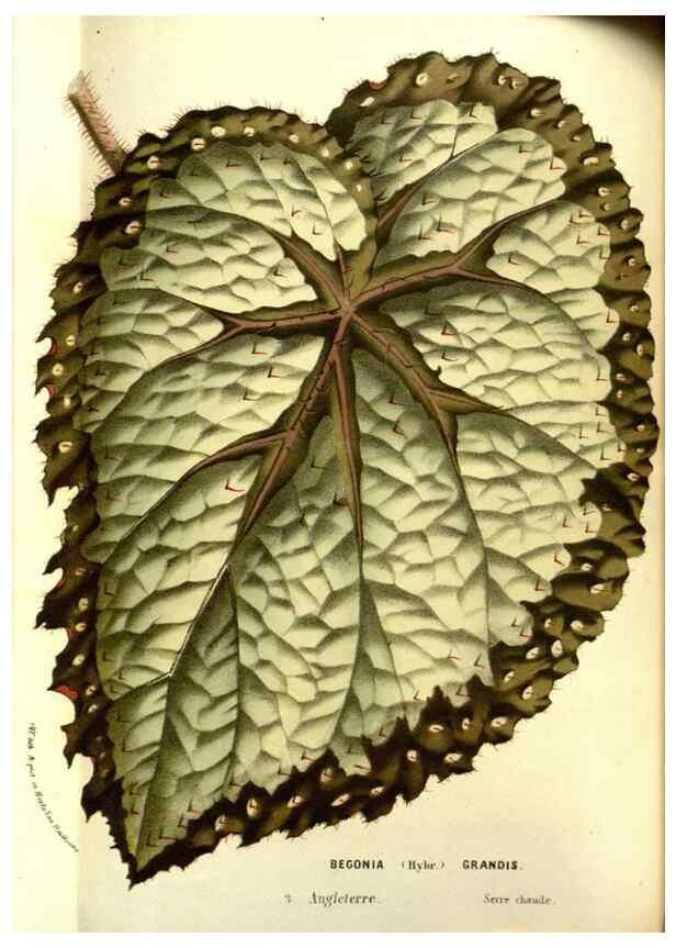 Reproducción/Reproduction 49587599921: Flore des serres et des jardins de l'Europe. A Gand :chez Louis van Houtte, eÌditeur,1845-1880.. 