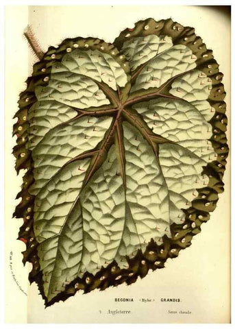 Reproducción/Reproduction 49587599921: Flore des serres et des jardins de l'Europe. A Gand :chez Louis van Houtte, eÌditeur,1845-1880.. 
