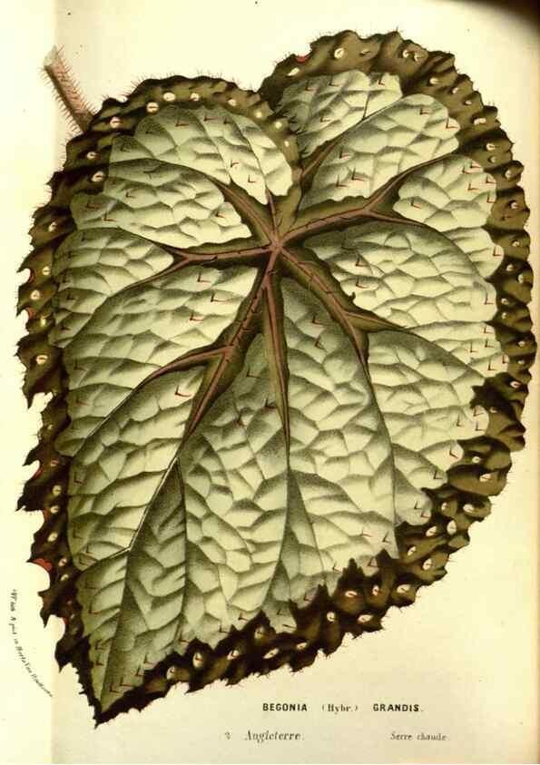 Reproducción/Reproduction 49587599921: Flore des serres et des jardins de l'Europe. A Gand :chez Louis van Houtte, eÌditeur,1845-1880.. 