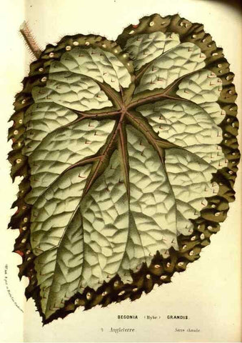 Reproducción/Reproduction 49587599921: Flore des serres et des jardins de l'Europe. A Gand :chez Louis van Houtte, eÌditeur,1845-1880.. 