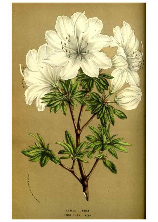Reproducción/Reproduction 49587842972: Flore des serres et des jardins de l'Europe. A Gand :chez Louis van Houtte, eÌditeur,1845-1880.. 