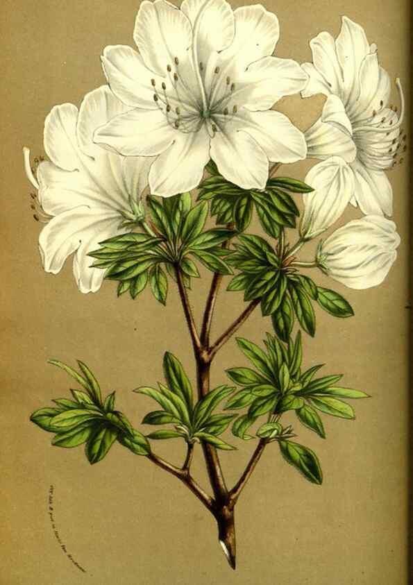 Reproducción/Reproduction 49587842972: Flore des serres et des jardins de l'Europe. A Gand :chez Louis van Houtte, eÌditeur,1845-1880.. 