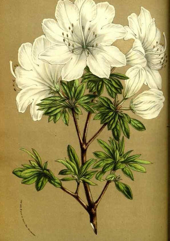 Reproducción/Reproduction 49587842972: Flore des serres et des jardins de l'Europe. A Gand :chez Louis van Houtte, eÌditeur,1845-1880.. 