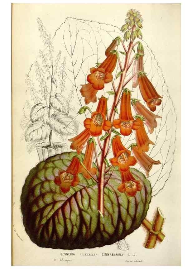 Reproducción/Reproduction 49584600546: Flore des serres et des jardins de l'Europe. A Gand :chez Louis van Houtte, eÌditeur,1845-1880.. 