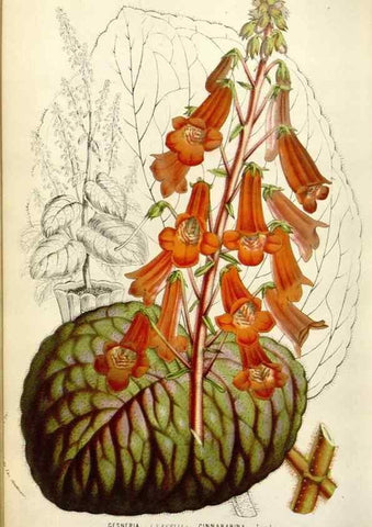 Reproducción/Reproduction 49584600546: Flore des serres et des jardins de l'Europe. A Gand :chez Louis van Houtte, eÌditeur,1845-1880.. 