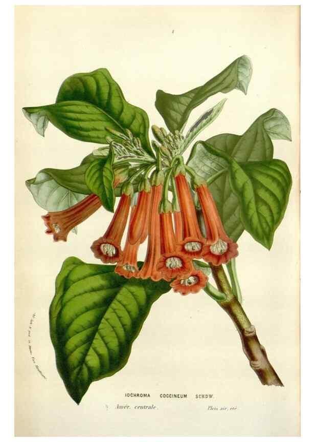 Reproducción/Reproduction 49584832622: Flore des serres et des jardins de l'Europe. A Gand :chez Louis van Houtte, eÌditeur,1845-1880.. 