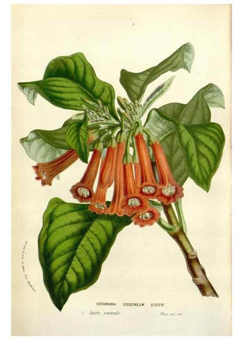 Reproducción/Reproduction 49584832622: Flore des serres et des jardins de l'Europe. A Gand :chez Louis van Houtte, eÌditeur,1845-1880.. 
