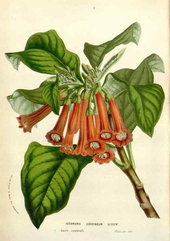 Reproducción/Reproduction 49584832622: Flore des serres et des jardins de l'Europe. A Gand :chez Louis van Houtte, eÌditeur,1845-1880.. 