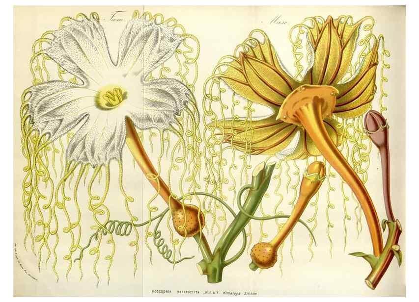 Reproducción/Reproduction 49584832857: Flore des serres et des jardins de l'Europe. A Gand :chez Louis van Houtte, eÌditeur,1845-1880.. 