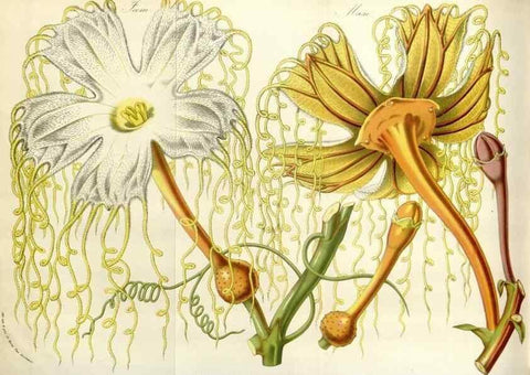 Reproducción/Reproduction 49584832857: Flore des serres et des jardins de l'Europe. A Gand :chez Louis van Houtte, eÌditeur,1845-1880.. 