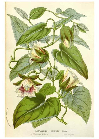 Reproducción/Reproduction 49584833037: Flore des serres et des jardins de l'Europe. A Gand :chez Louis van Houtte, eÌditeur,1845-1880.. 