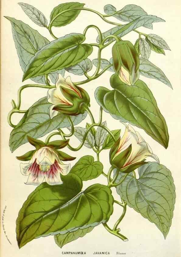 Reproducción/Reproduction 49584833037: Flore des serres et des jardins de l'Europe. A Gand :chez Louis van Houtte, eÌditeur,1845-1880.. 