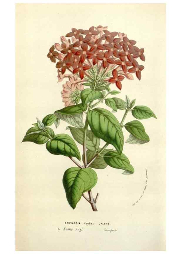Reproducción/Reproduction 49584601631: Flore des serres et des jardins de l'Europe. A Gand :chez Louis van Houtte, eÌditeur,1845-1880.. 