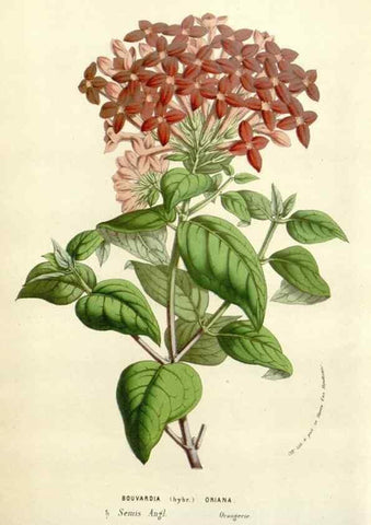 Reproducción/Reproduction 49584601631: Flore des serres et des jardins de l'Europe. A Gand :chez Louis van Houtte, eÌditeur,1845-1880.. 
