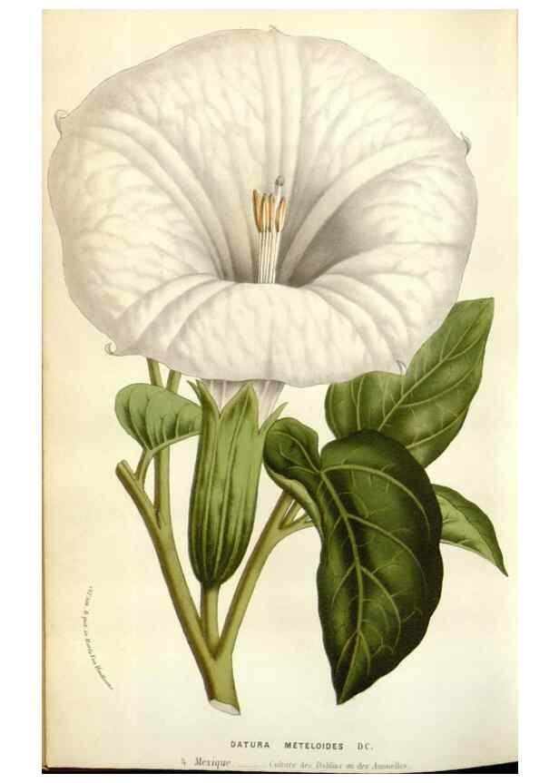 Reproducción/Reproduction 49584601936: Flore des serres et des jardins de l'Europe. A Gand :chez Louis van Houtte, eÌditeur,1845-1880.. 