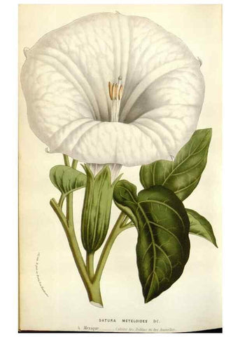 Reproducción/Reproduction 49584601936: Flore des serres et des jardins de l'Europe. A Gand :chez Louis van Houtte, eÌditeur,1845-1880.. 