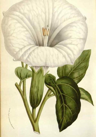 Reproducción/Reproduction 49584601936: Flore des serres et des jardins de l'Europe. A Gand :chez Louis van Houtte, eÌditeur,1845-1880.. 