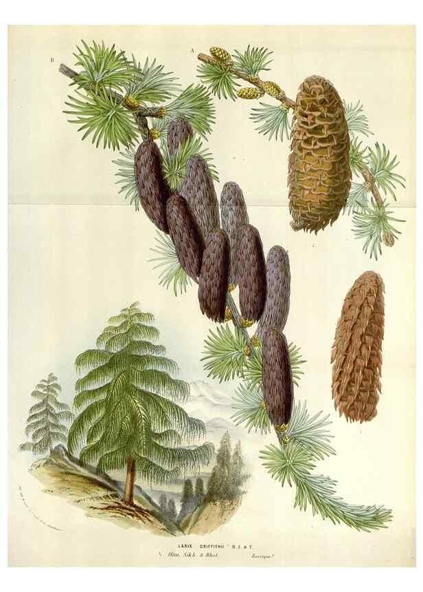 Reproducción/Reproduction 49584833747: Flore des serres et des jardins de l'Europe. A Gand :chez Louis van Houtte, eÌditeur,1845-1880.. 