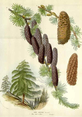 Reproducción/Reproduction 49584833747: Flore des serres et des jardins de l'Europe. A Gand :chez Louis van Houtte, eÌditeur,1845-1880.. 