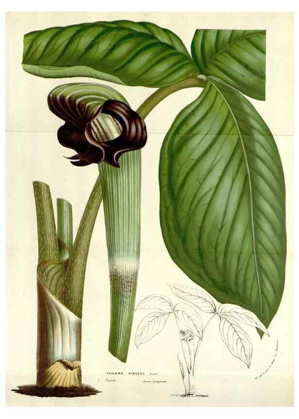 Reproducción/Reproduction 49584602471: Flore des serres et des jardins de l'Europe. A Gand :chez Louis van Houtte, eÌditeur,1845-1880.. 