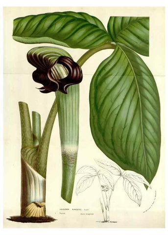 Reproducción/Reproduction 49584602471: Flore des serres et des jardins de l'Europe. A Gand :chez Louis van Houtte, eÌditeur,1845-1880.. 