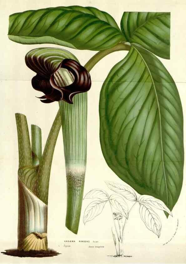 Reproducción/Reproduction 49584602471: Flore des serres et des jardins de l'Europe. A Gand :chez Louis van Houtte, eÌditeur,1845-1880.. 