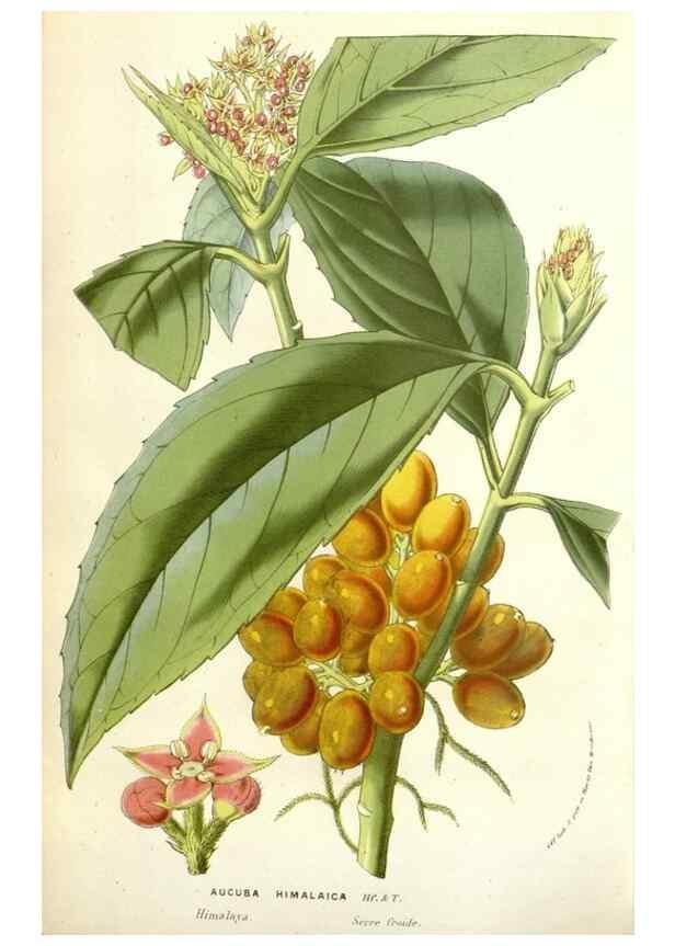 Reproducción/Reproduction 49584834322: Flore des serres et des jardins de l'Europe. A Gand :chez Louis van Houtte, eÌditeur,1845-1880.. 