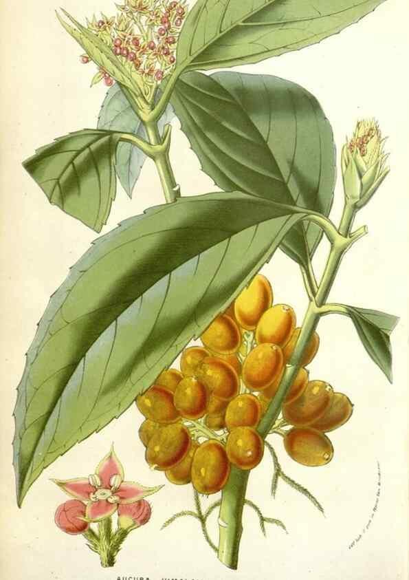 Reproducción/Reproduction 49584834322: Flore des serres et des jardins de l'Europe. A Gand :chez Louis van Houtte, eÌditeur,1845-1880.. 