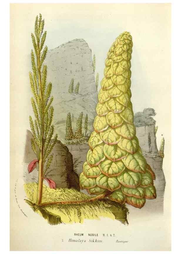 Reproducción/Reproduction 49584834602: Flore des serres et des jardins de l'Europe. A Gand :chez Louis van Houtte, eÌditeur,1845-1880.. 
