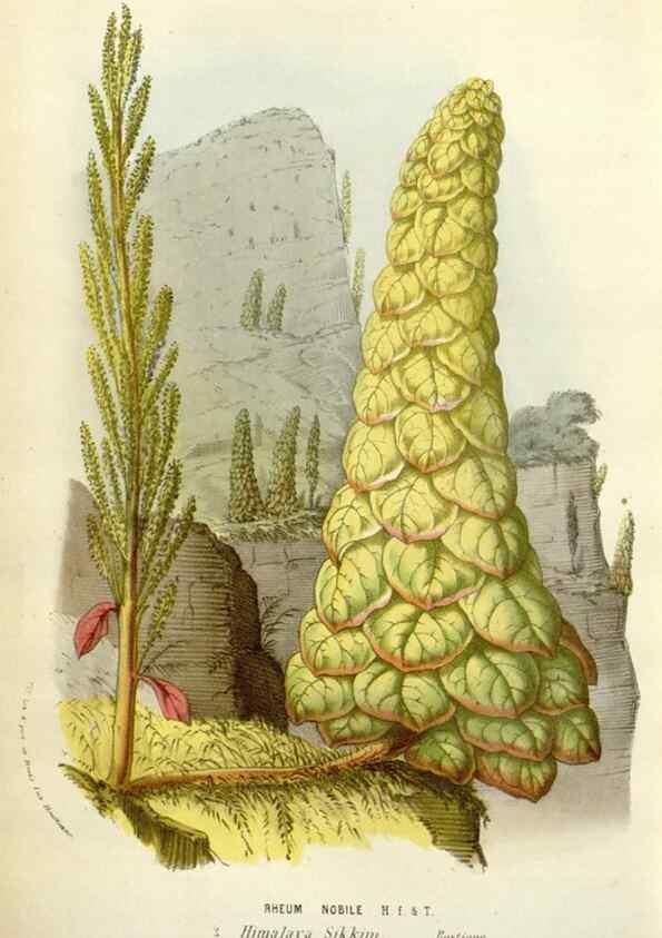 Reproducción/Reproduction 49584834602: Flore des serres et des jardins de l'Europe. A Gand :chez Louis van Houtte, eÌditeur,1845-1880.. 