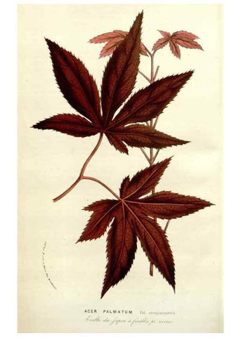 Reproducción/Reproduction 49584834897: Flore des serres et des jardins de l'Europe. A Gand :chez Louis van Houtte, eÌditeur,1845-1880.. 