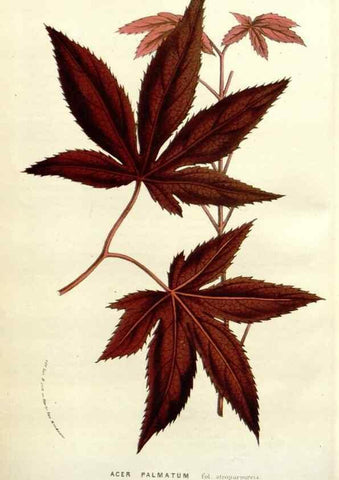 Reproducción/Reproduction 49584834897: Flore des serres et des jardins de l'Europe. A Gand :chez Louis van Houtte, eÌditeur,1845-1880.. 