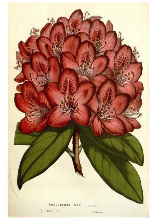 Reproducción/Reproduction 49584603401: Flore des serres et des jardins de l'Europe. A Gand :chez Louis van Houtte, eÌditeur,1845-1880.. 