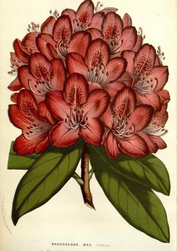 Reproducción/Reproduction 49584603401: Flore des serres et des jardins de l'Europe. A Gand :chez Louis van Houtte, eÌditeur,1845-1880.. 
