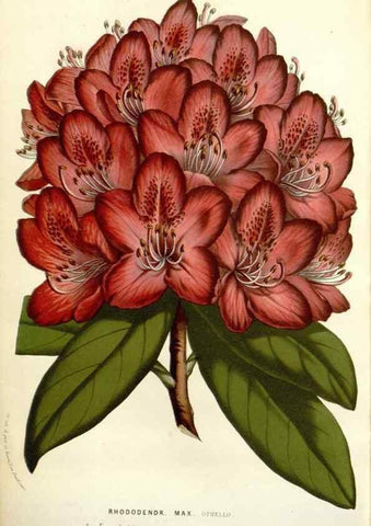 Reproducción/Reproduction 49584603401: Flore des serres et des jardins de l'Europe. A Gand :chez Louis van Houtte, eÌditeur,1845-1880.. 